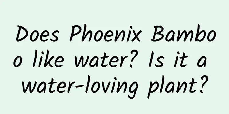 Does Phoenix Bamboo like water? Is it a water-loving plant?