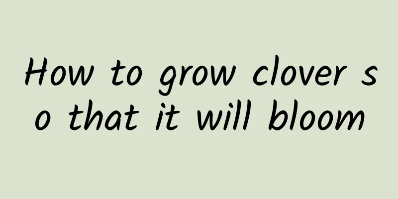 How to grow clover so that it will bloom