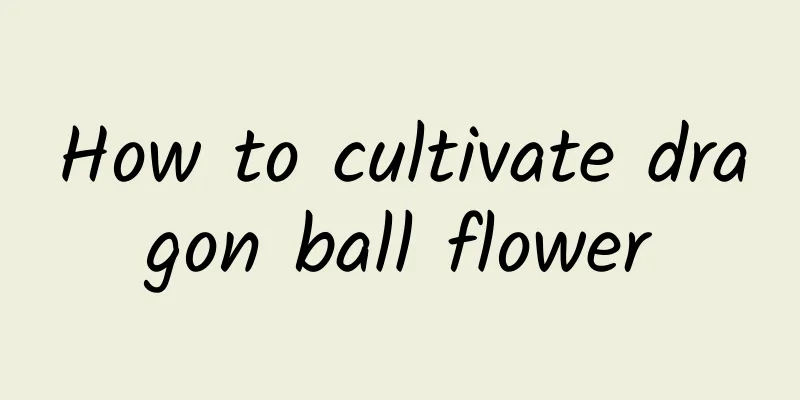 How to cultivate dragon ball flower