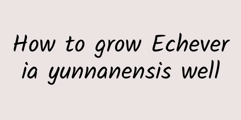 How to grow Echeveria yunnanensis well