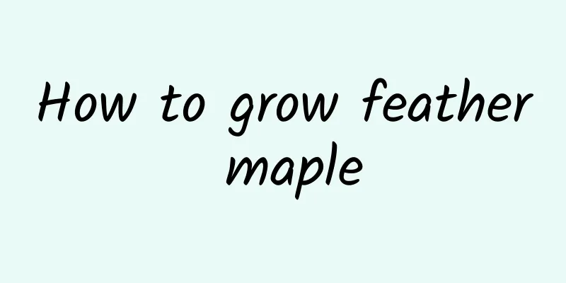 How to grow feather maple
