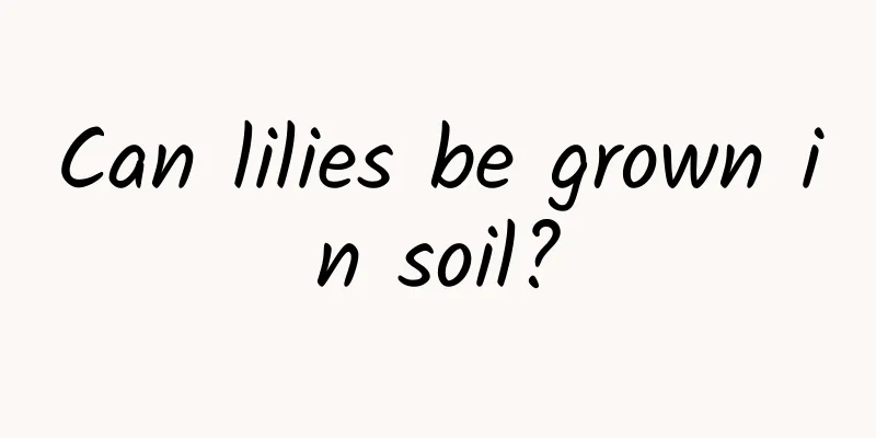 Can lilies be grown in soil?