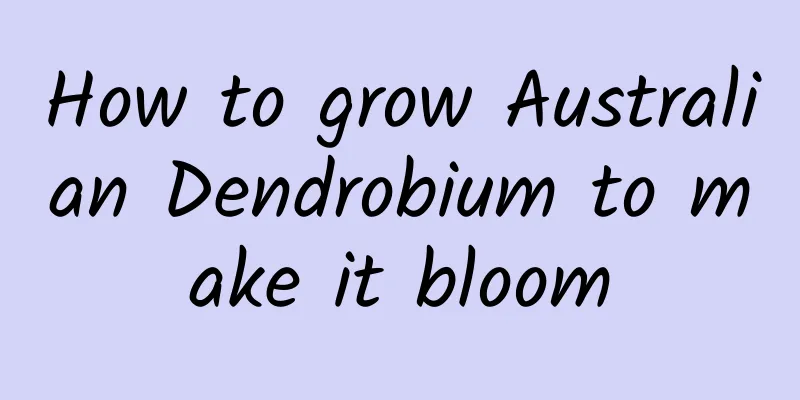 How to grow Australian Dendrobium to make it bloom