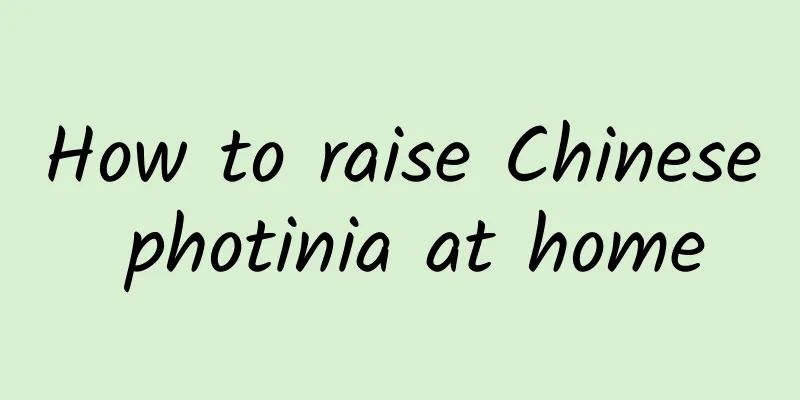 How to raise Chinese photinia at home