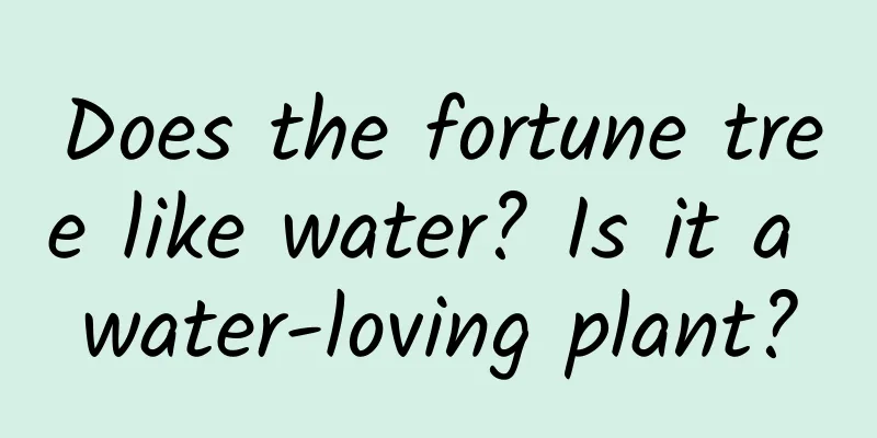 Does the fortune tree like water? Is it a water-loving plant?