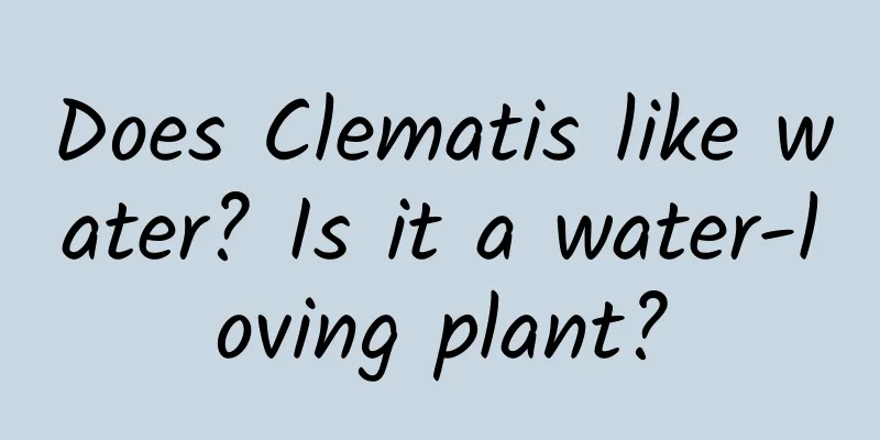 Does Clematis like water? Is it a water-loving plant?