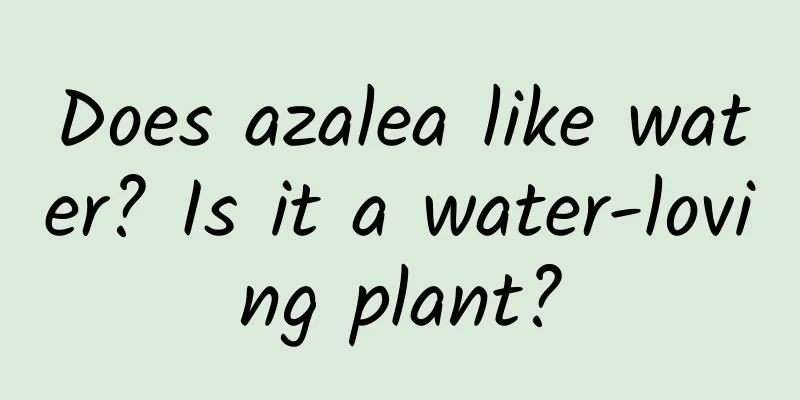 Does azalea like water? Is it a water-loving plant?