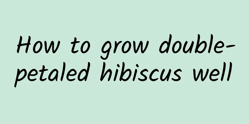 How to grow double-petaled hibiscus well