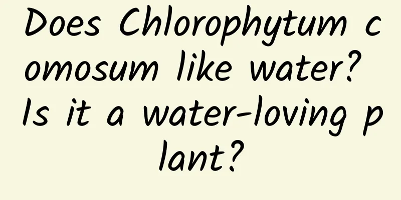 Does Chlorophytum comosum like water? Is it a water-loving plant?