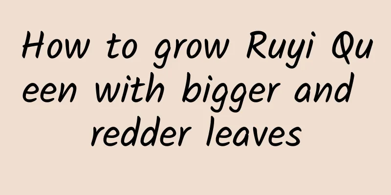 How to grow Ruyi Queen with bigger and redder leaves