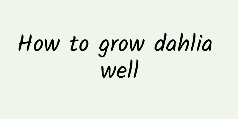 How to grow dahlia well