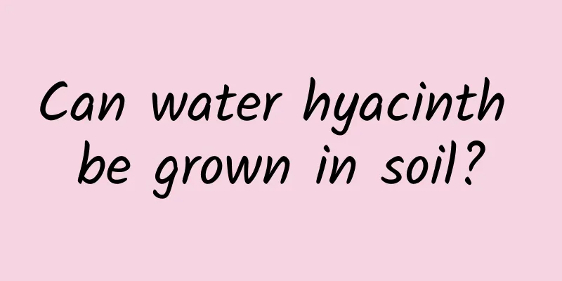 Can water hyacinth be grown in soil?