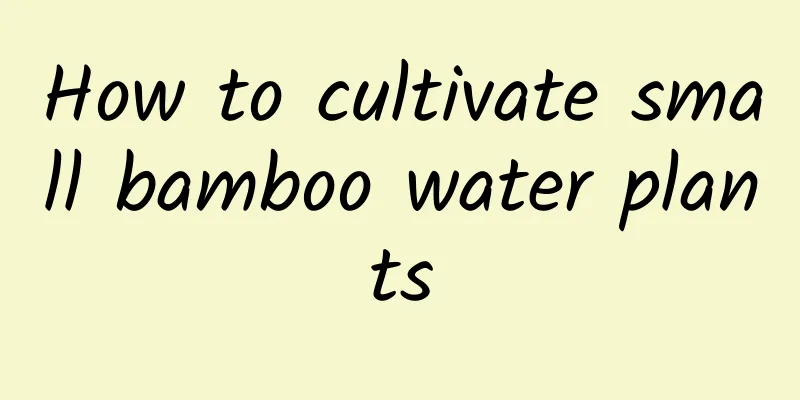 How to cultivate small bamboo water plants