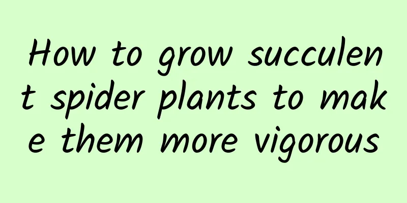 How to grow succulent spider plants to make them more vigorous