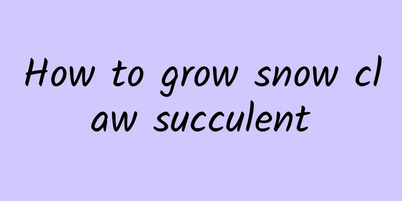 How to grow snow claw succulent