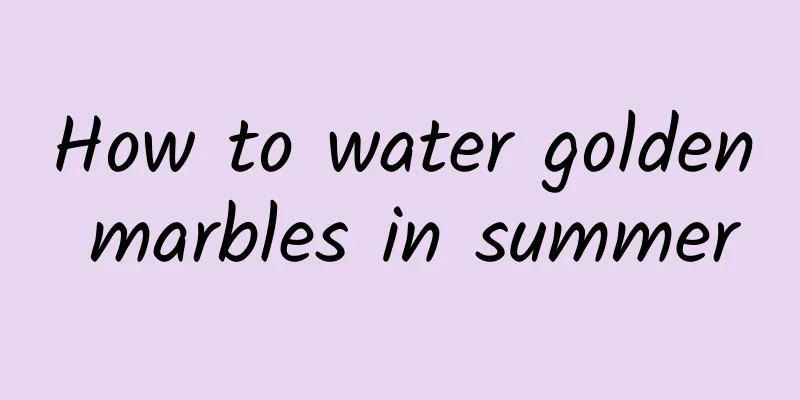 How to water golden marbles in summer