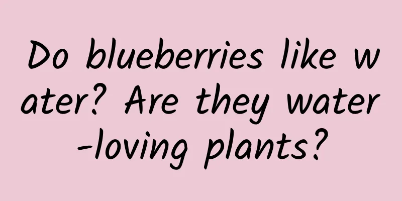 Do blueberries like water? Are they water-loving plants?